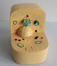 細胞（bāo）亞顯微結（jié）構模型