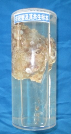 寄居蟹與其（qí）他生物共（gòng）生標本