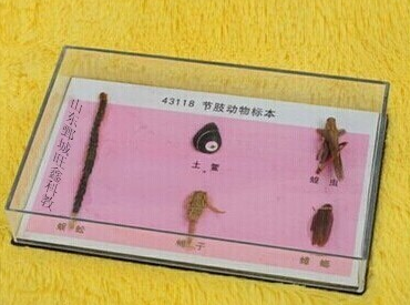 節（jiē）肢動物標本