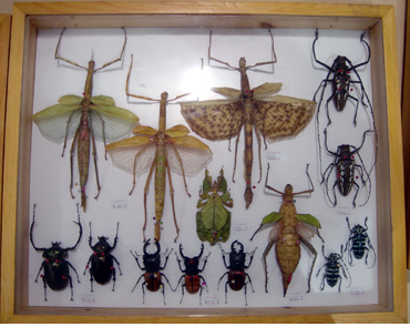 昆蟲（chóng）標本