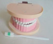 兒童（tóng）牙列模型（xíng）