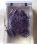 蟾蜍（chú）浸製標本