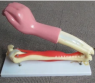 肘（zhǒu）關節活動模型