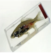 魚解剖浸製標（biāo）本