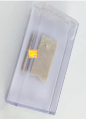 寄生絛蟲囊尾蚴豬肉浸製標本