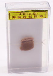 海葵（kuí）標本