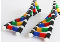 DNA雙螺旋（xuán）結構模型組件